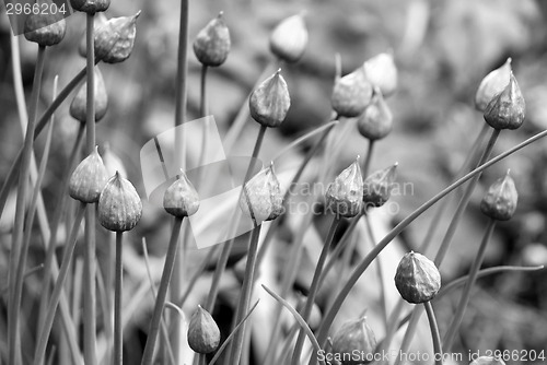 Image of Closed chive flower buds