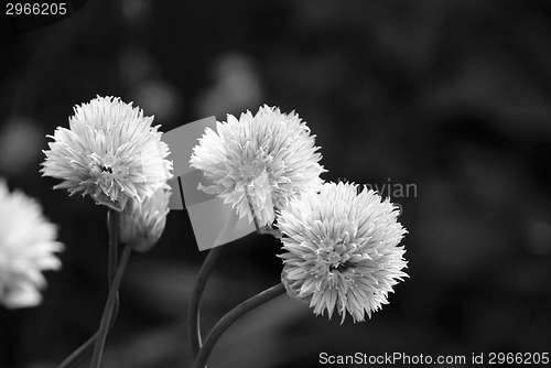 Image of Three delicate blooms on a chive plant