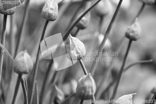 Image of Closed chive flower buds