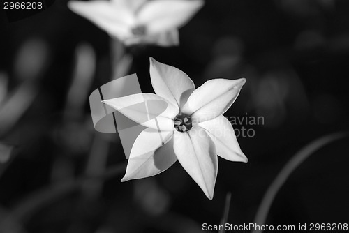 Image of Closeup of a spring starflower 