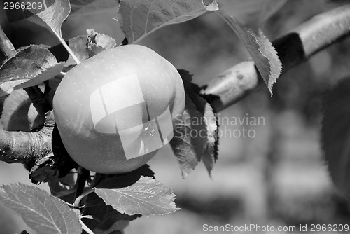 Image of Bramley cooking apple ripening on the branch