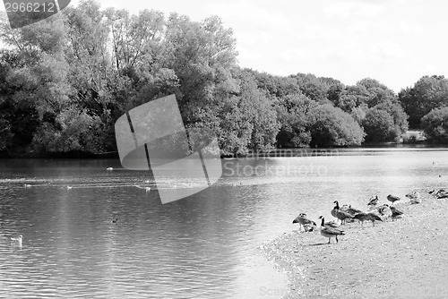 Image of Greylag and Canada geese by a lake in the summer