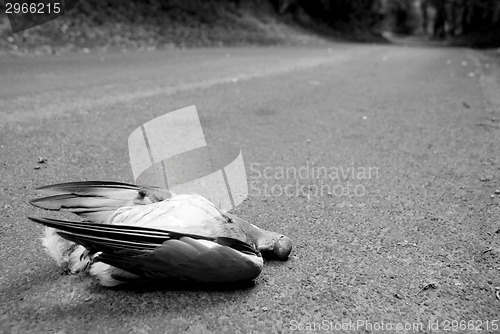 Image of Road kill in a country lane
