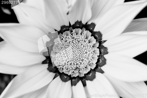 Image of Closeup of bright yellow gazania flower