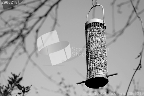 Image of Bird feeder full of peanuts hanging in a tree