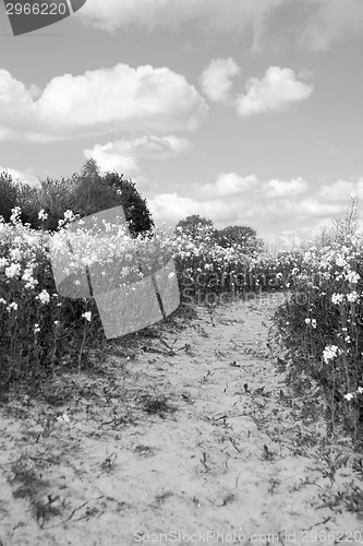 Image of Path leads through a field of oilseed rape