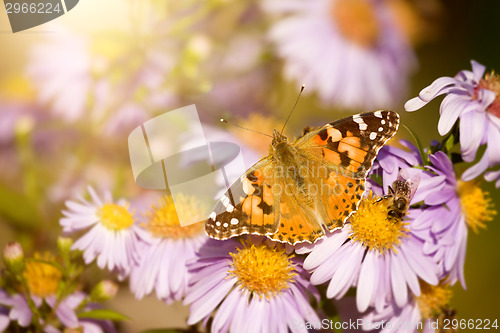 Image of butterfly Vanessa cardui