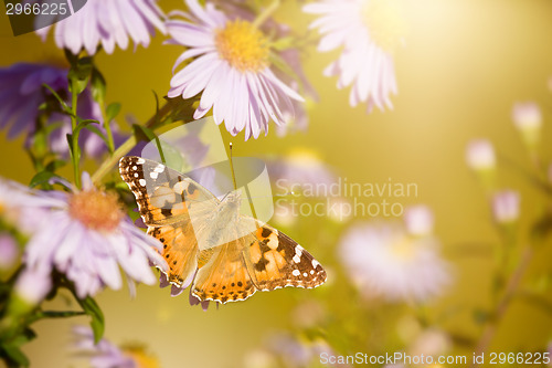 Image of butterfly Vanessa cardui