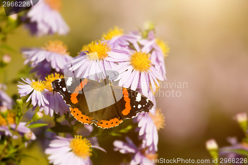 Image of butterfly Vanessa atalanta