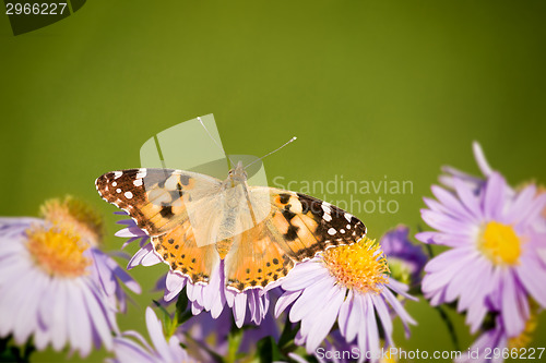 Image of butterfly Vanessa cardui