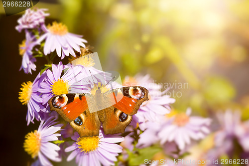 Image of butterfly Aglais io
