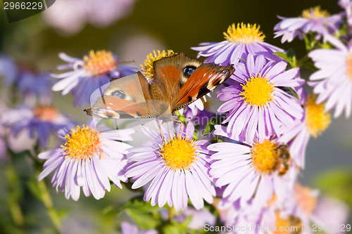 Image of butterfly Aglais io