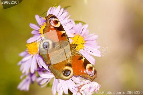 Image of butterfly Aglais io