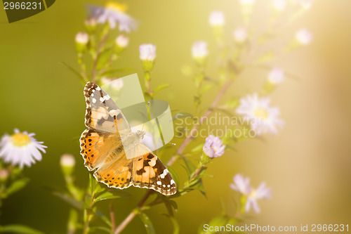 Image of butterfly Vanessa cardui