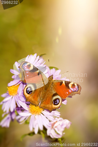 Image of butterfly Aglais io