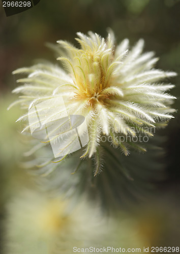 Image of Flowering Phylica pubescens 