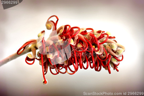 Image of Grevillea flower