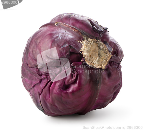 Image of Whole purple cabbage