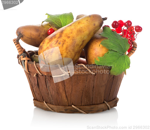 Image of Pear and viburnum