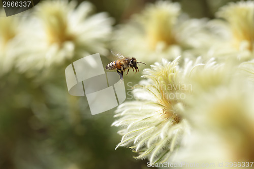 Image of Bee and Phylica pubescens featherhead