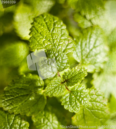 Image of Lemon balm (Melissa officinalis)