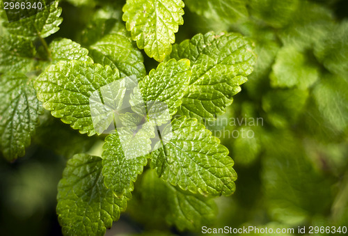 Image of Lemon balm (Melissa officinalis)