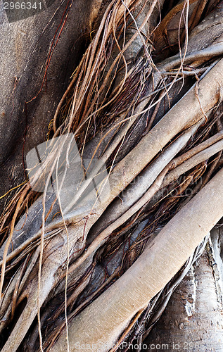 Image of Trunk and roots of old ficus (background)