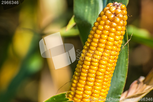 Image of ripe corn cob