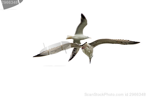 Image of Gull during flight