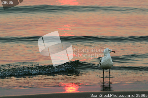 Image of seagull at sunset