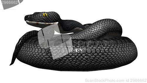 Image of Southern Black Racer