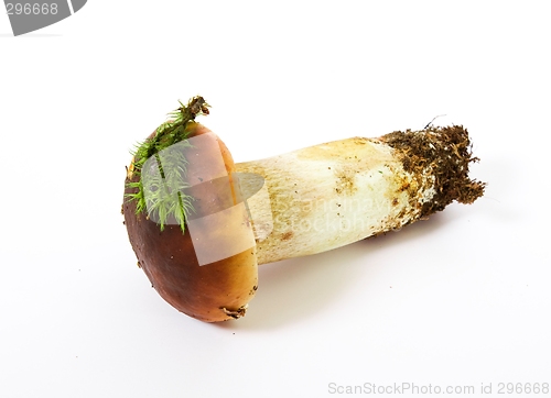 Image of Boletus edulis