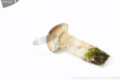 Image of Boletus edulis