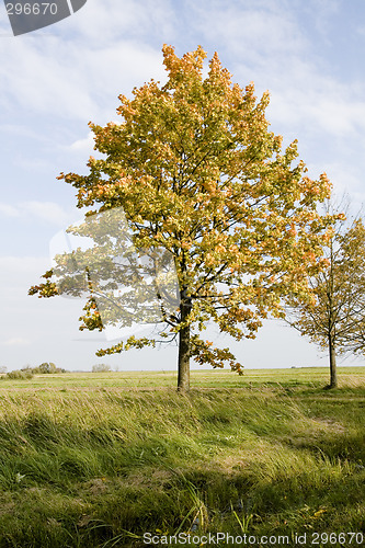 Image of Autumn tree