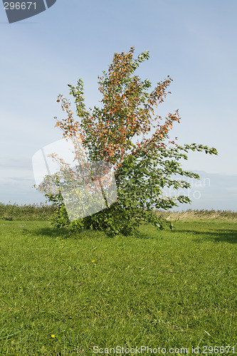 Image of Autumn bush