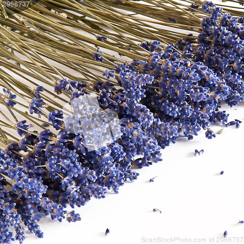 Image of Dried Lavender