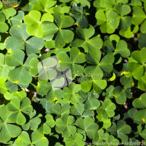 Image of Wood sorrel or common wood sorrel