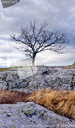 Image of Solitary tree