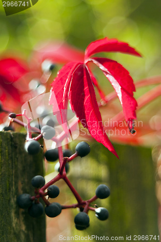 Image of Red autumn leaf