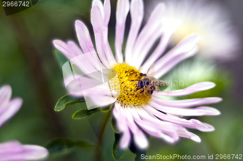 Image of Flower and honeybee