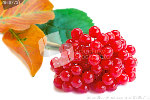 Image of Clusters of berries of a guelder-rose and autumn leaves on a whi