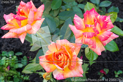 Image of Beautiful blossoming rose against the green of the leaves