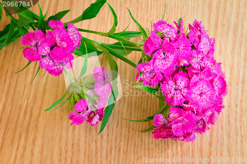 Image of Bright pink flowers of a carnation against yellow silk.