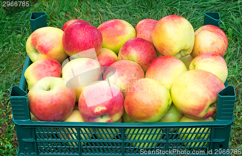 Image of Large Mature apples in the container for storage..