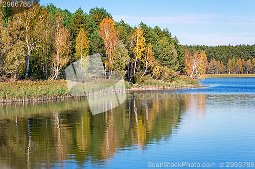 Image of The autumn wood on the bank of the big beautiful lake