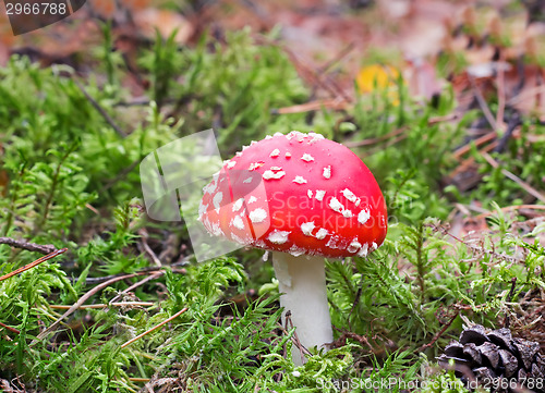 Image of Mushroom mushroom in a forest glade.