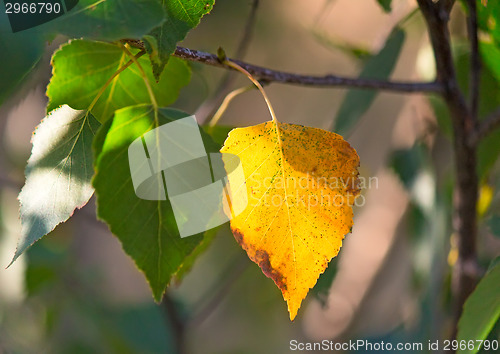 Image of The first yellow leaf on the branches of birch.