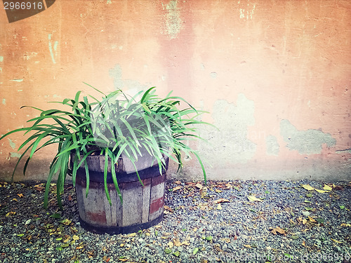 Image of Green plant in wooden pot near an old wall