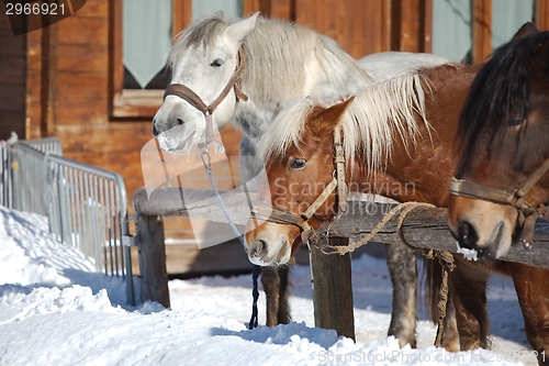 Image of Horse on a farm