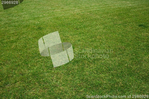 Image of Green Grass